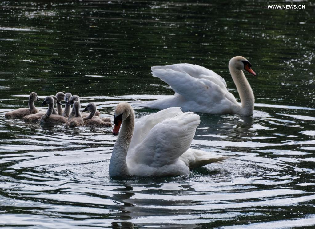 Swans cruising with cygnets