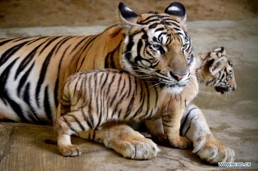 Tigers’ comeback in Nepal, brings both joy and fear