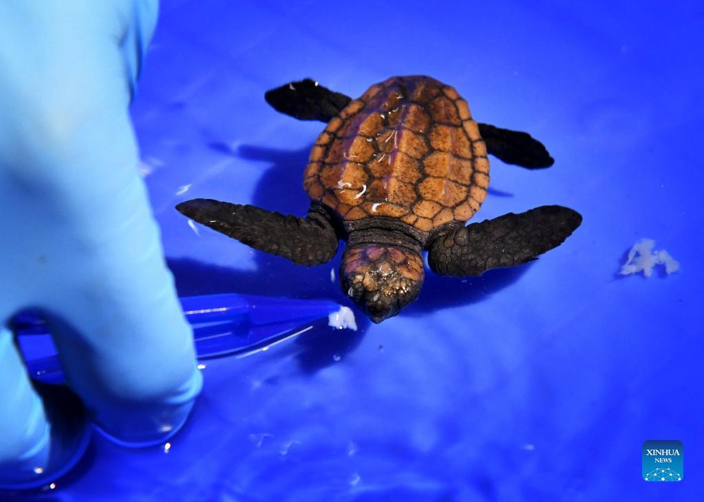 In pics: first artificial breeding of loggerhead turtles in China