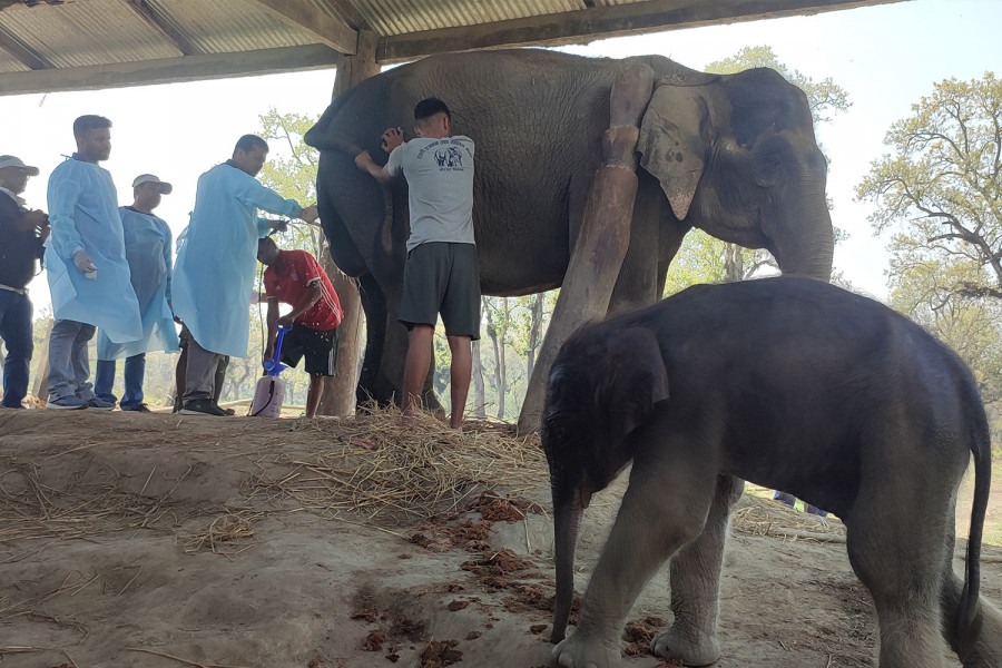 41 elephants born at breeding centre