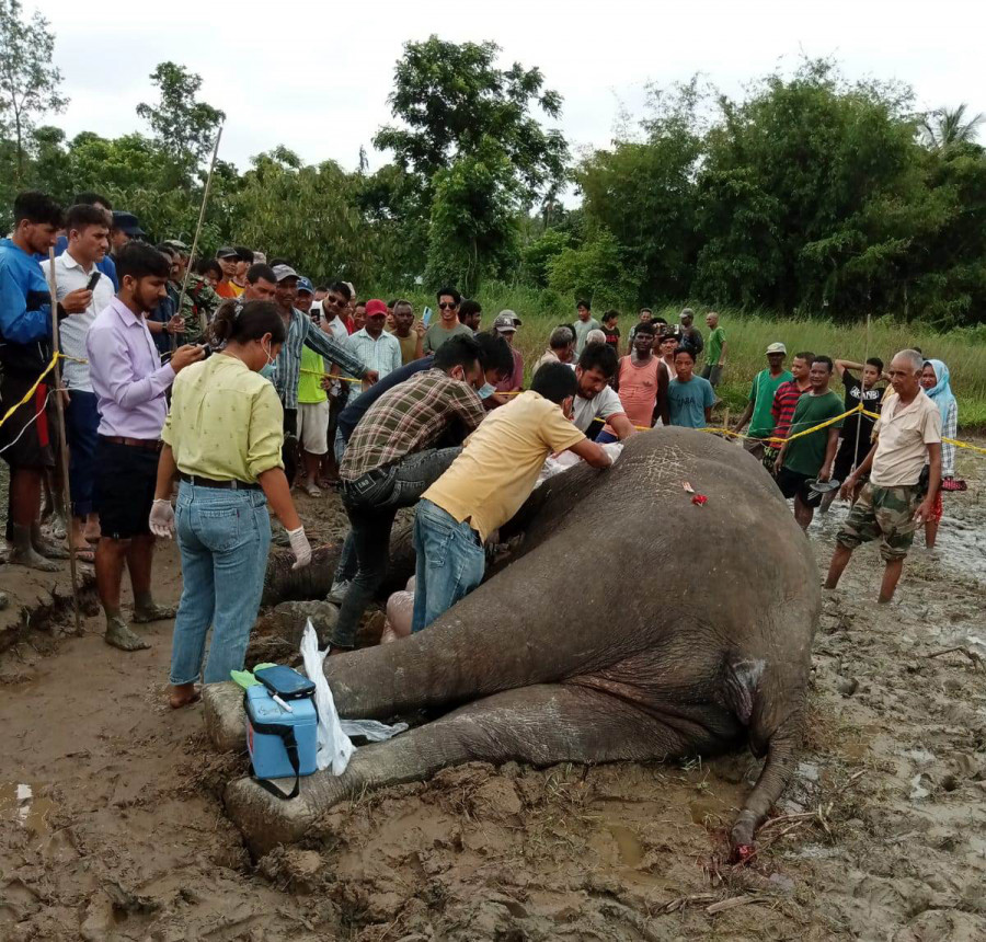 Elephant dies in Jhapa