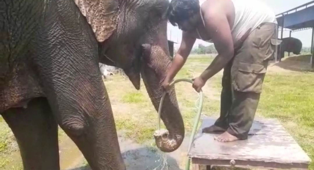 Injured elephant gradually recovers after 50 days