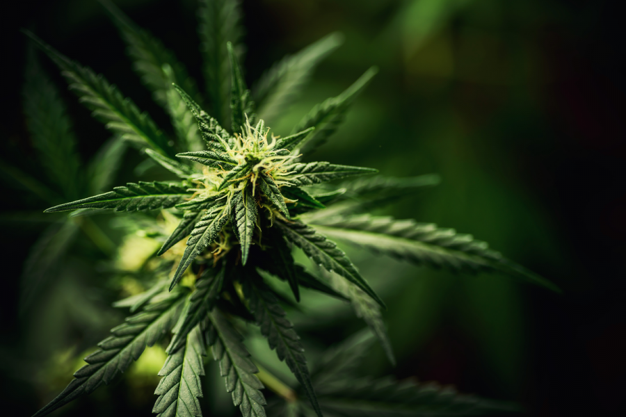 Feasibility study to be conducted for cannabis farming