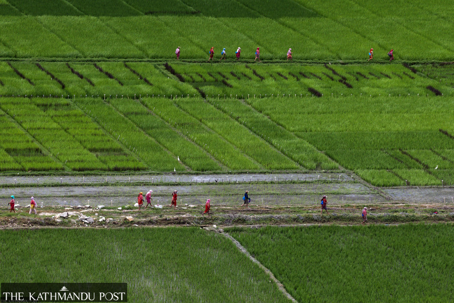 Country reports 77 percent rice transplantation till last week of July