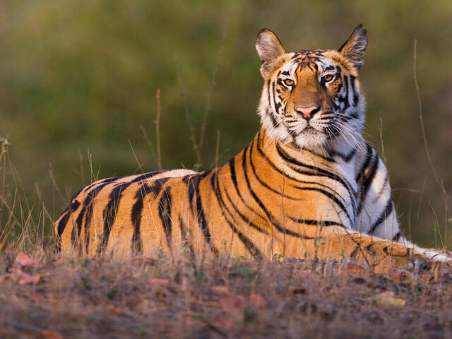 Their survival is in our hands: International Tiger Day