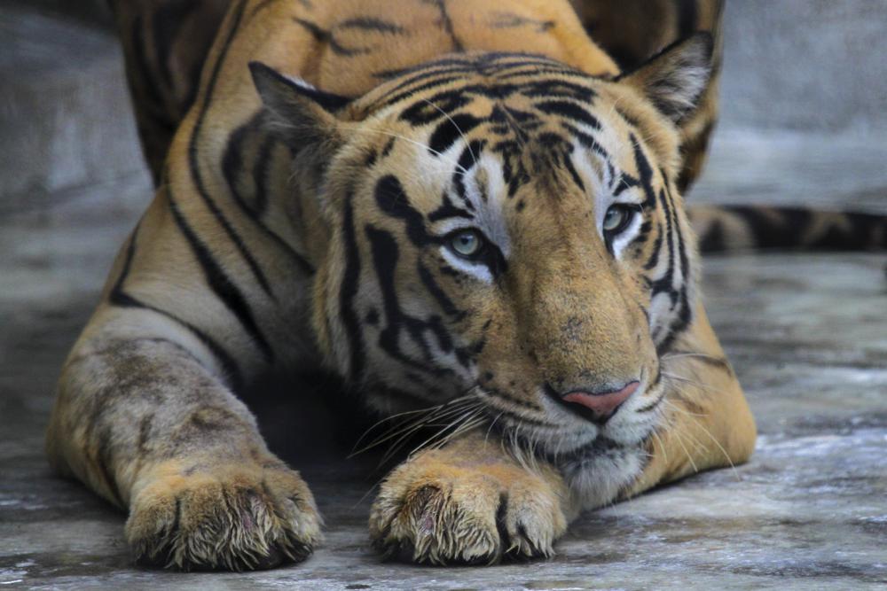 Royal Bengal tiger found dead