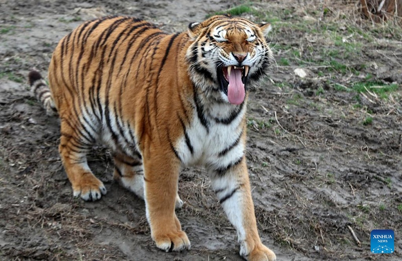 Tiger kills and devours 3 crocodiles