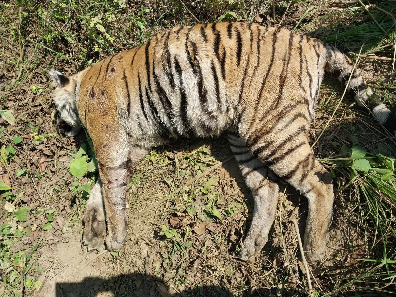 Tiger, rhino found dead in CNP