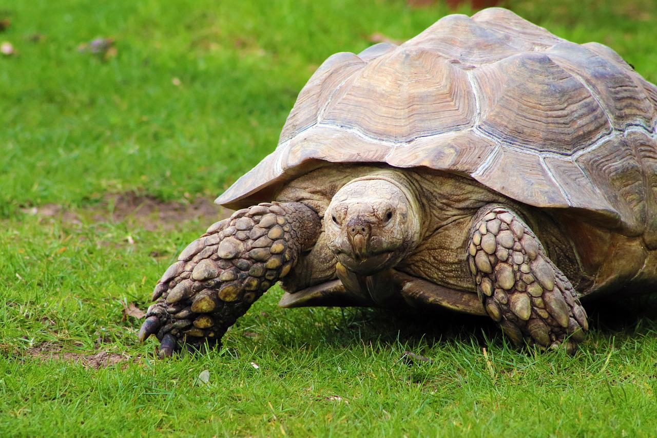 2 arrested with live tortoise