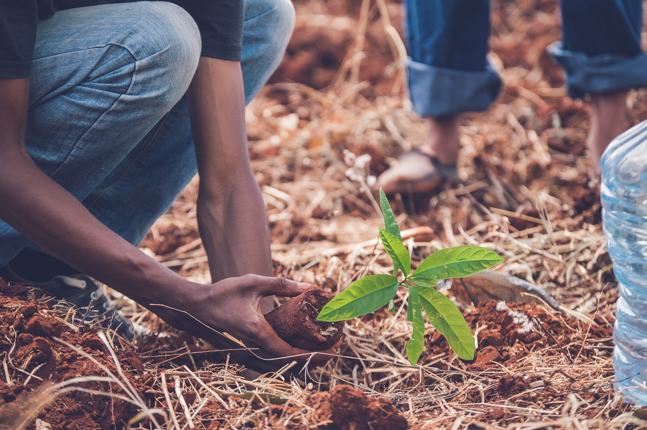 157,000 plus saplings planted