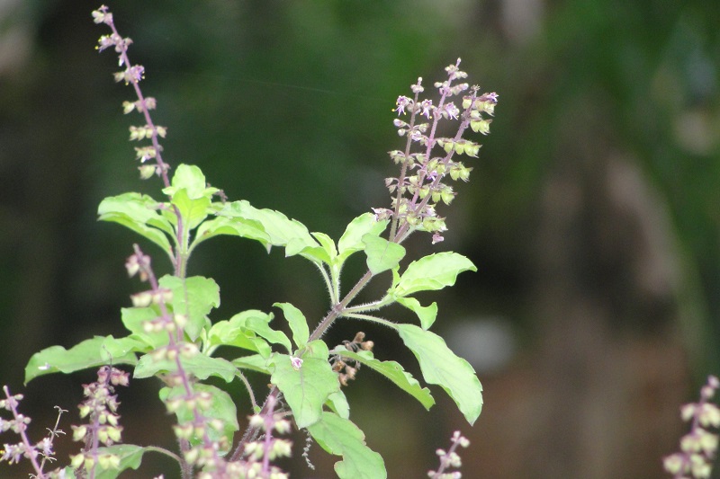 Tulasi farming initiated on environment day in Pokhara