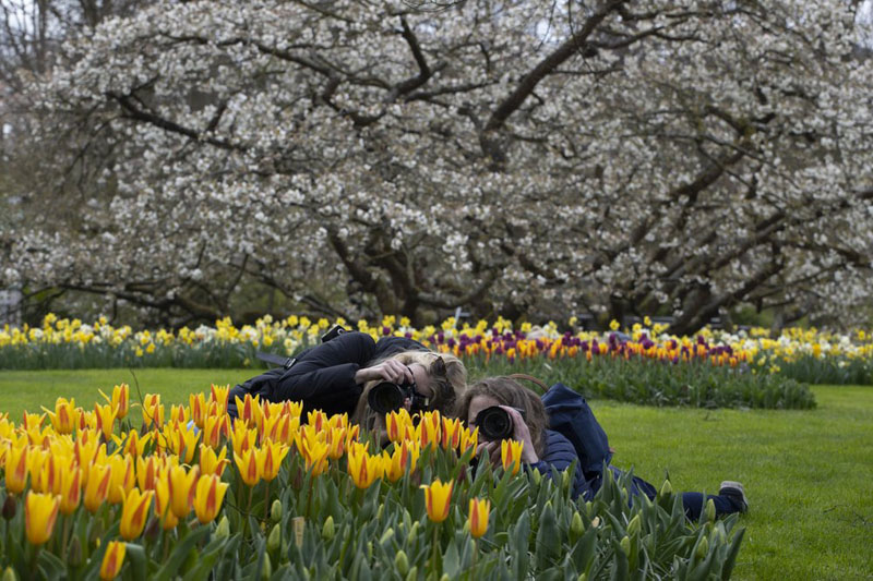 Visitors tiptoe through the tulips in Dutch virus test