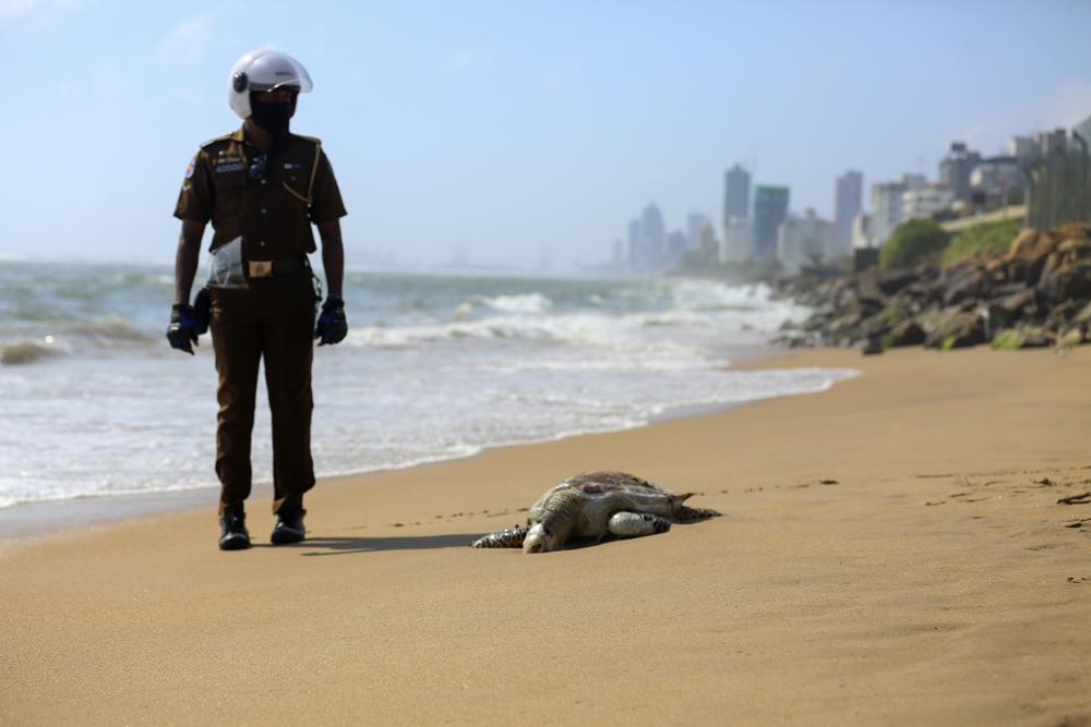 Remains of Turtle washed ashore in Sri Lanka