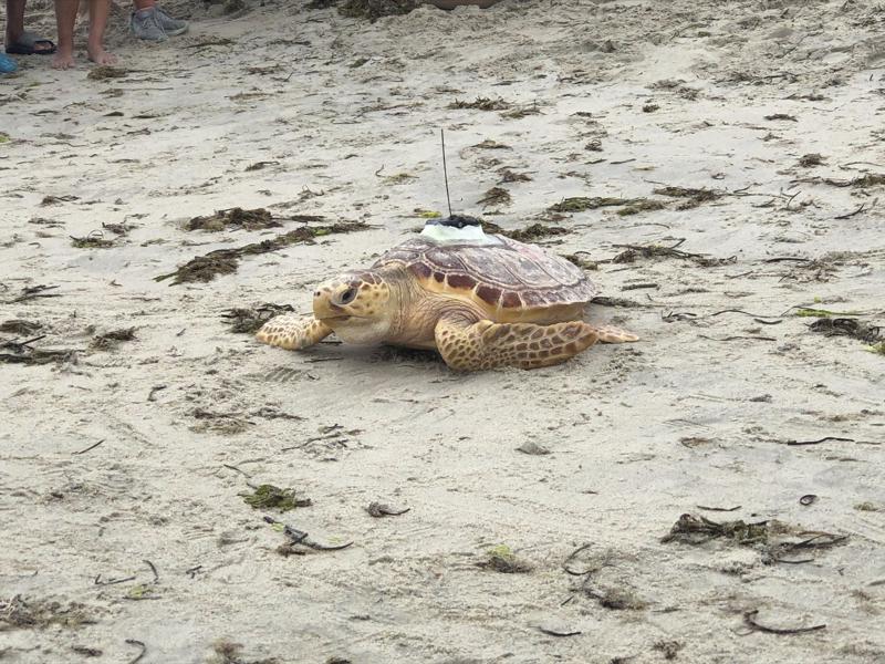 Gizmos in a half shell: Surgical tags to monitor sea turtles