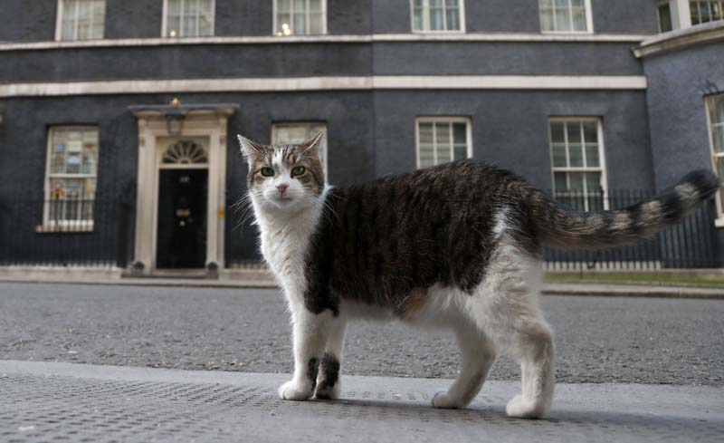 UK’s chief mouser celebrates 10 years on the prowl