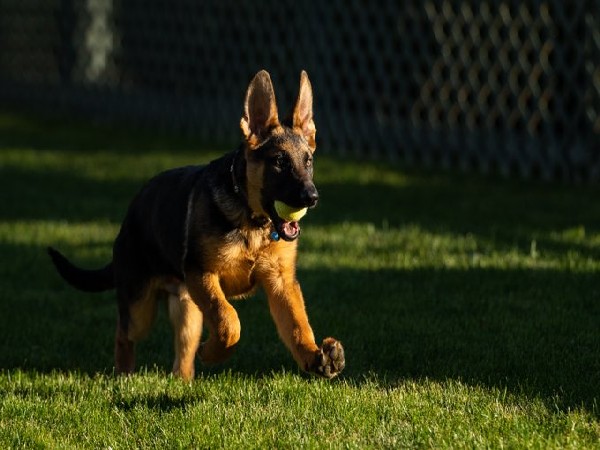 Biden adds new puppy ‘Commander’ to family