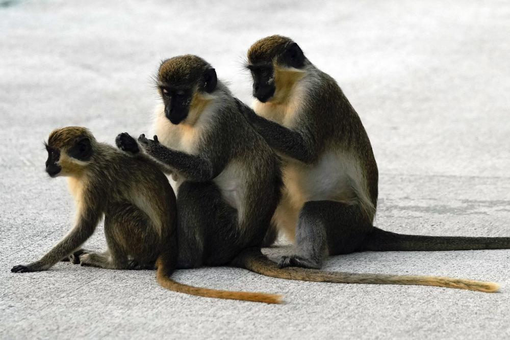 Monkeys near Florida airport delight visitors