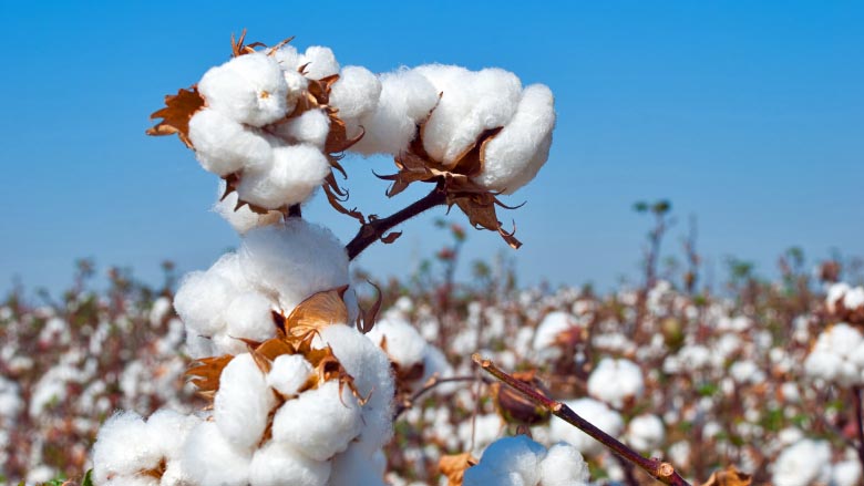 Farmers show distress over govt’s decision to toss out Cotton Development Board