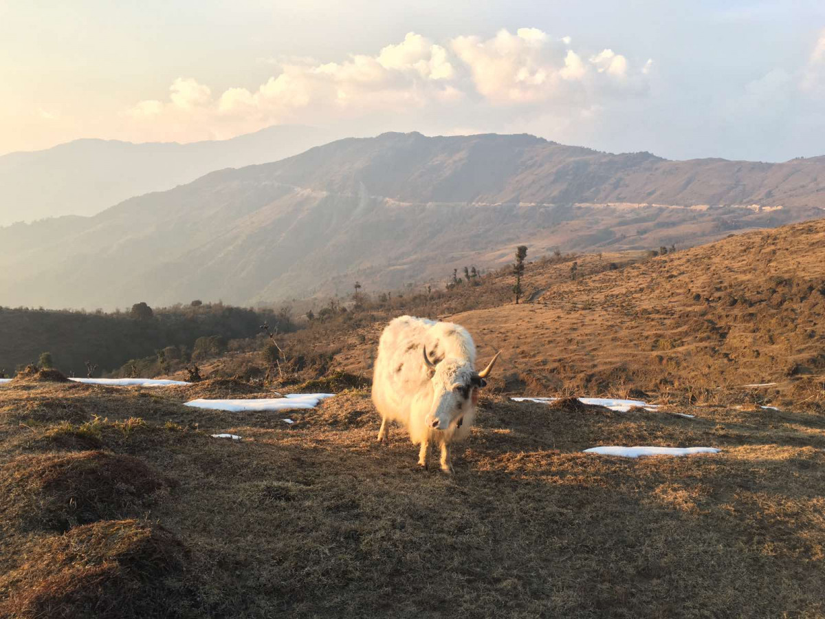 Fifteen yaks killed in avalanche