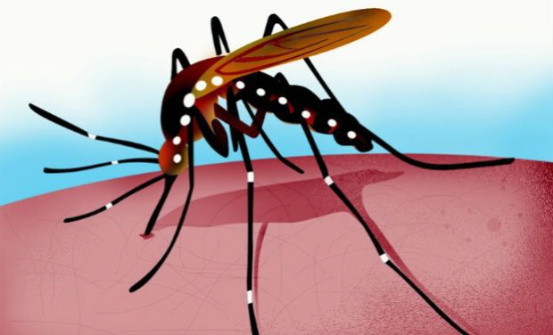 Dengue outbreak: Here’s all you need to know