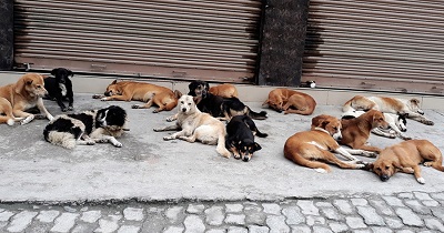 KMC to cooperate management of community dogs