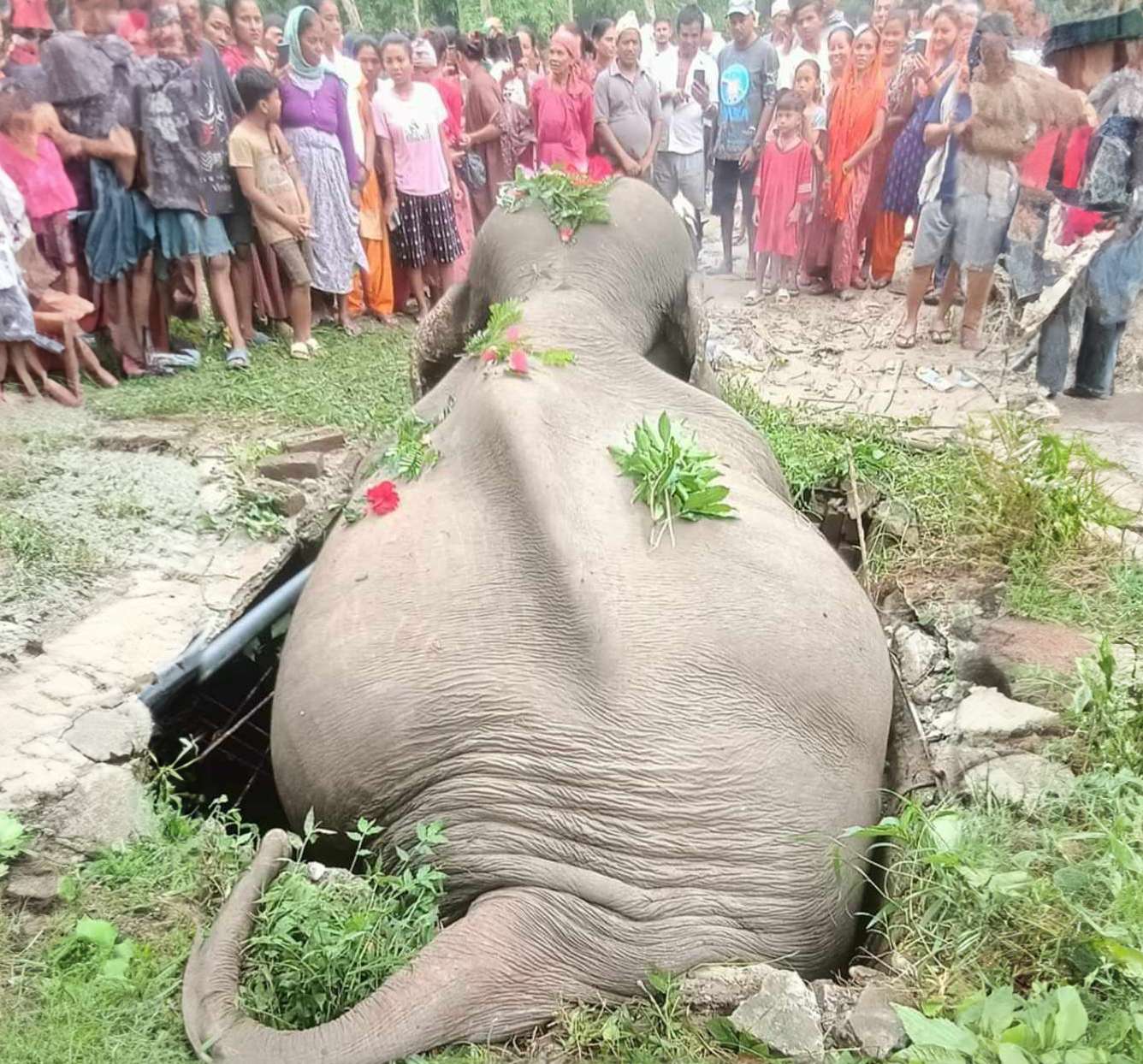 Wild elephant dies after falling into safety tank