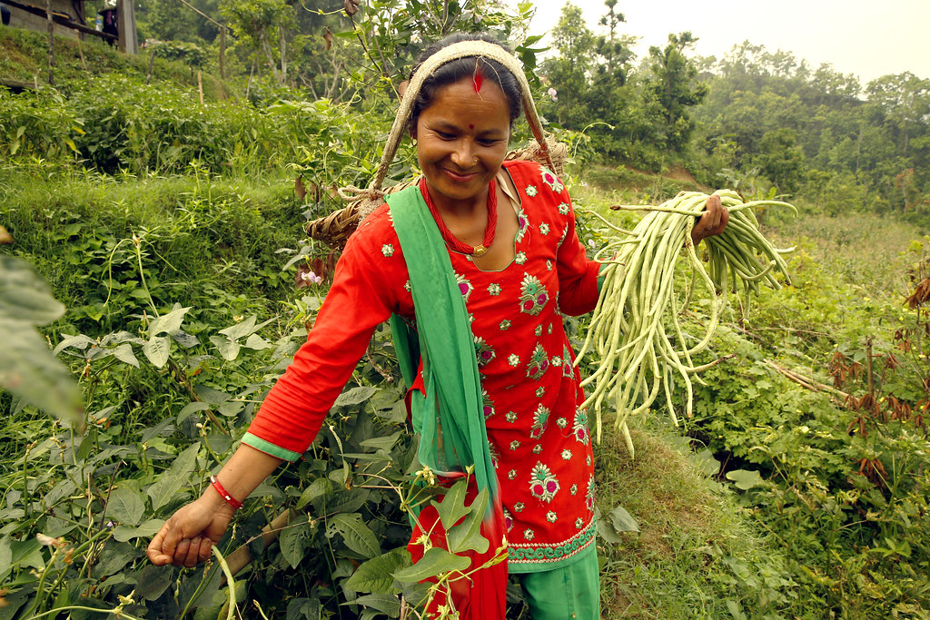 Successful women’s collective vegetable farming