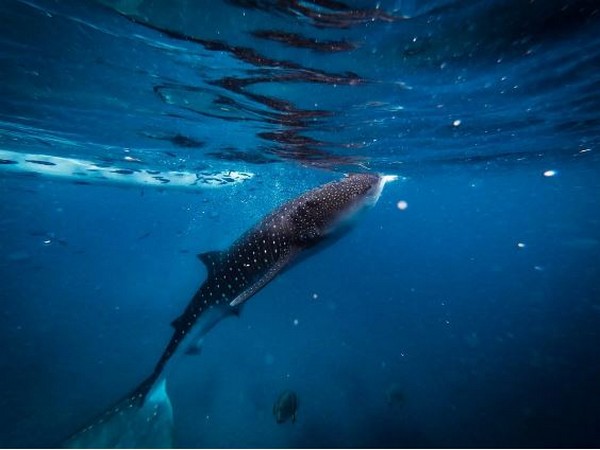 Scientists find the factors influencing behavior of whale shark