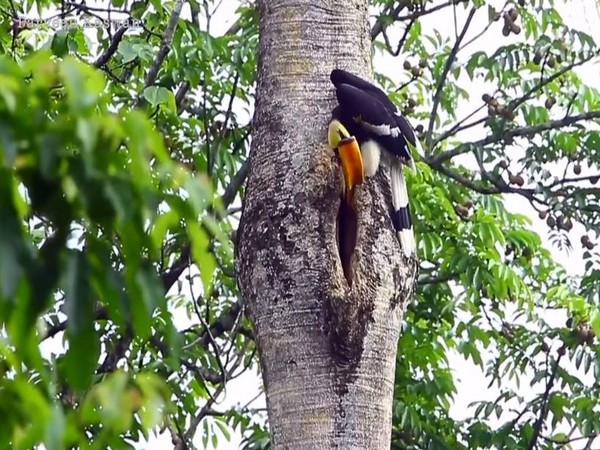 Viral video of father Hornbill feeding his partner melts hearts