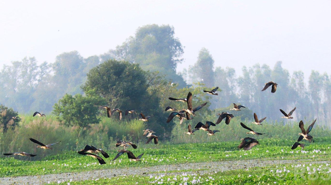 Migratory birds start flocking to Kailali-Kanchanpur’s wetlands