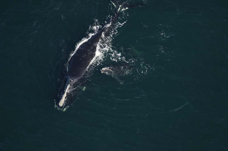 Endangered baby right whale found dead on Florida beach