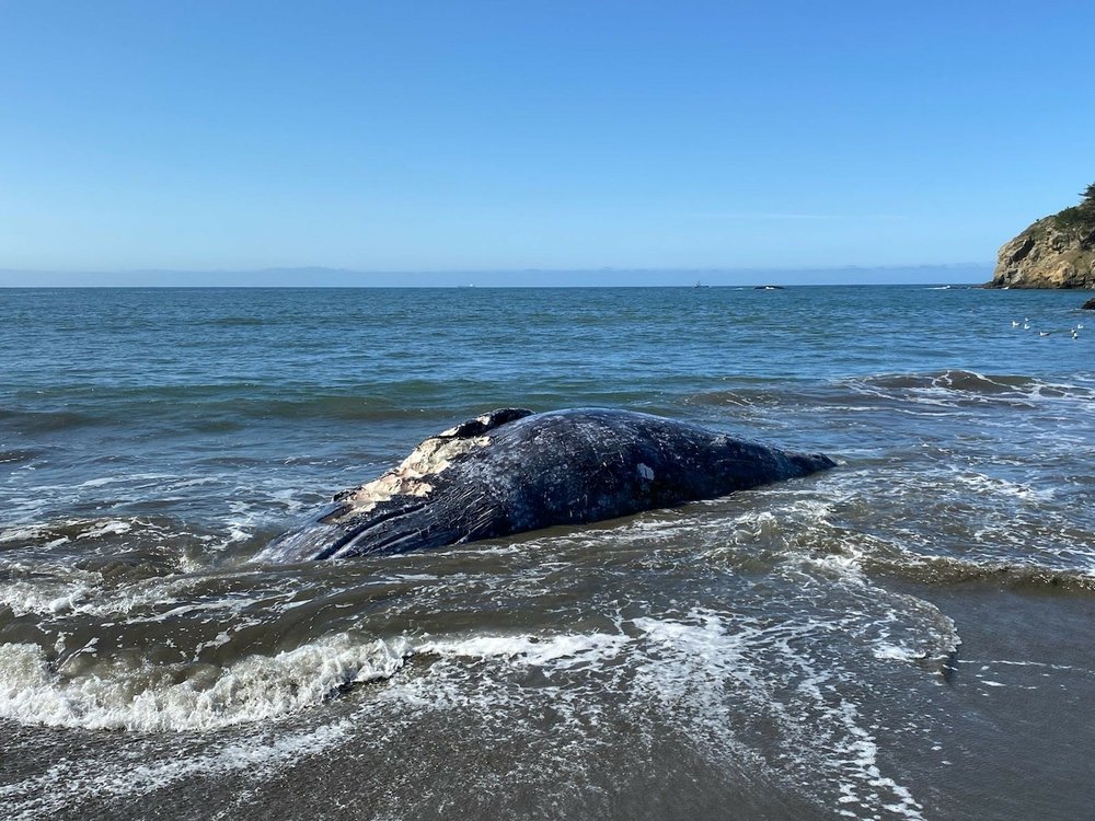 4 gray whales found dead in San Francisco Bay Area in 9 days