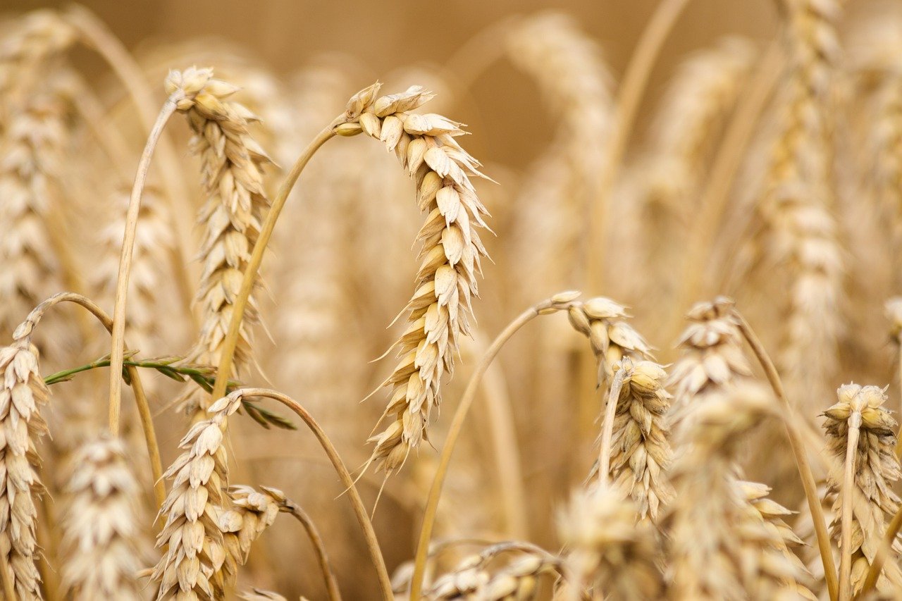 China lifted restrictions on Russian wheat weeks before eruption of conflict: Report