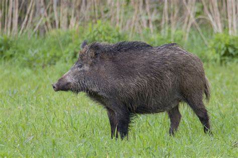 African Swine Fever seen in boars