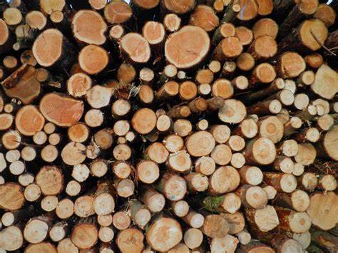 Forest Minister to discourage imported timber in Nepal