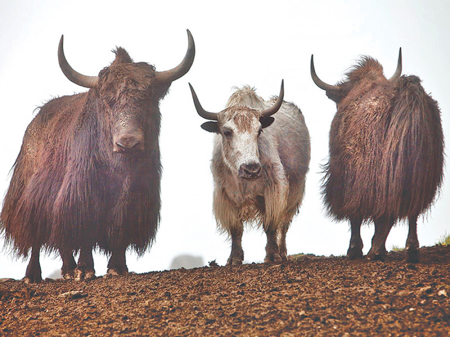 Local level distributes yaks to the farmers in Taplejung