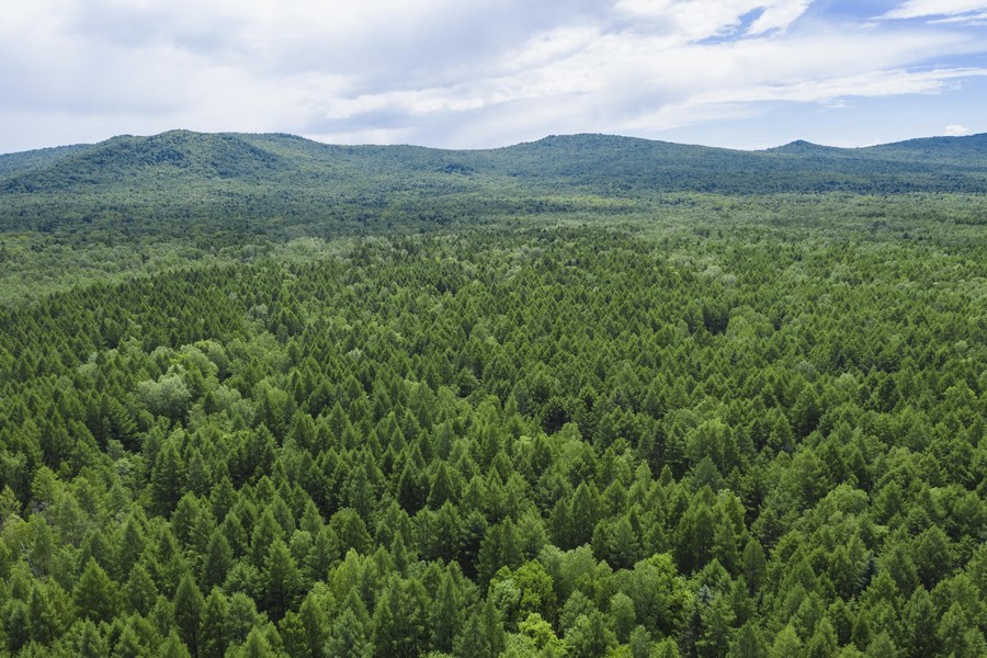 China Forestry Group to plant over 40,000 hectares of forests nationwide