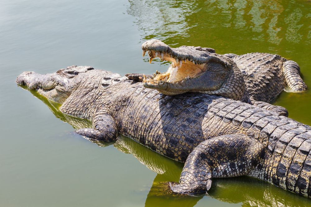 352 Ghariyals found in Rapti and Narayani rivers in CNP