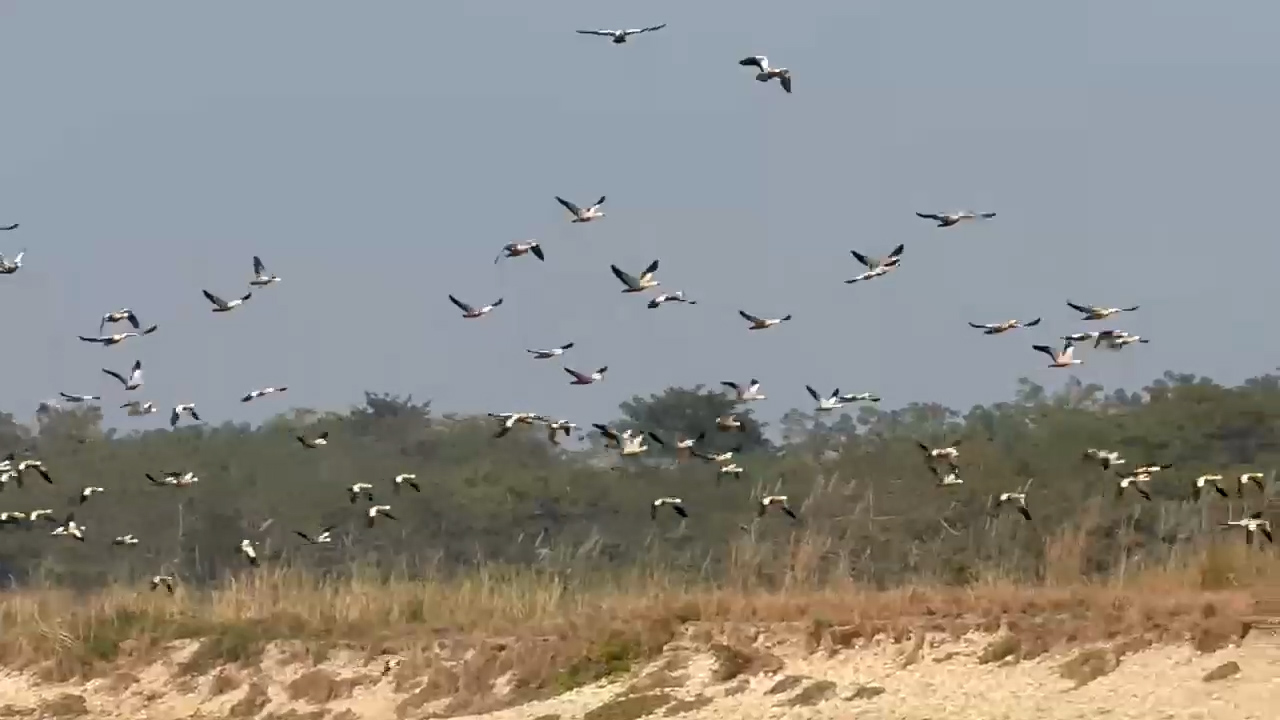 55 species of birds recorded in wetlands of east Chitwan