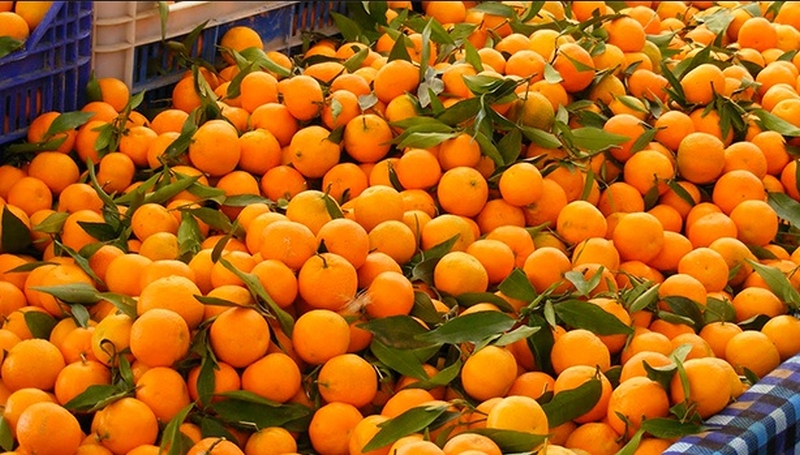 Khatekhola produces orange worth Rs 54 million