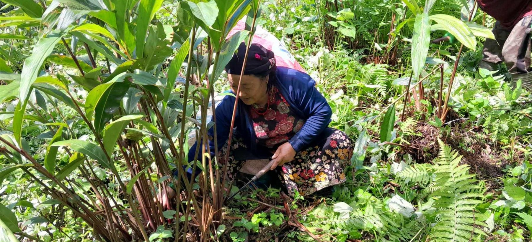 Lamjung farmers earn Rs 220 million from cardamom sale