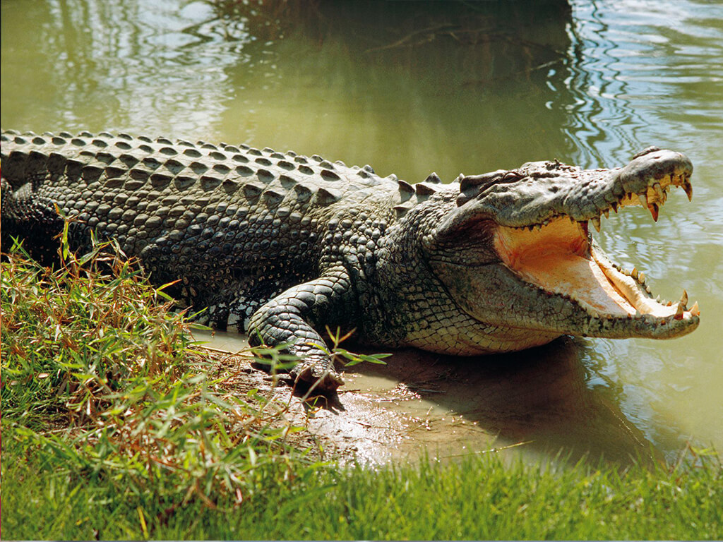 41 crocodiles released in Rapti River