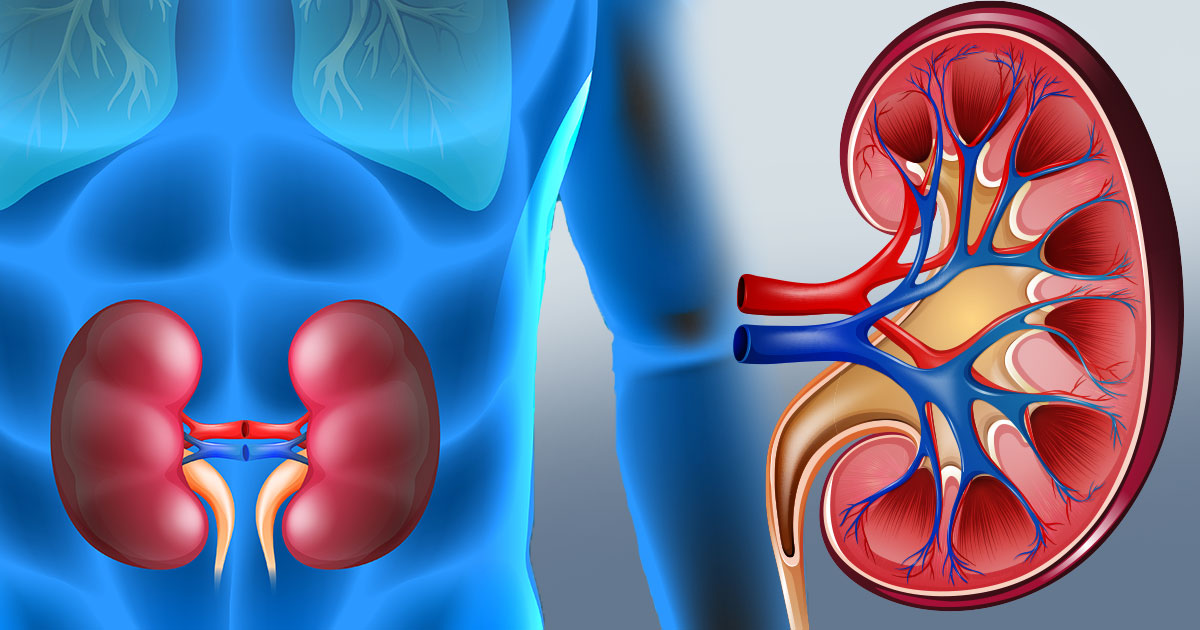 Kidney Health: Early Warning Signs You Must Never Ignore