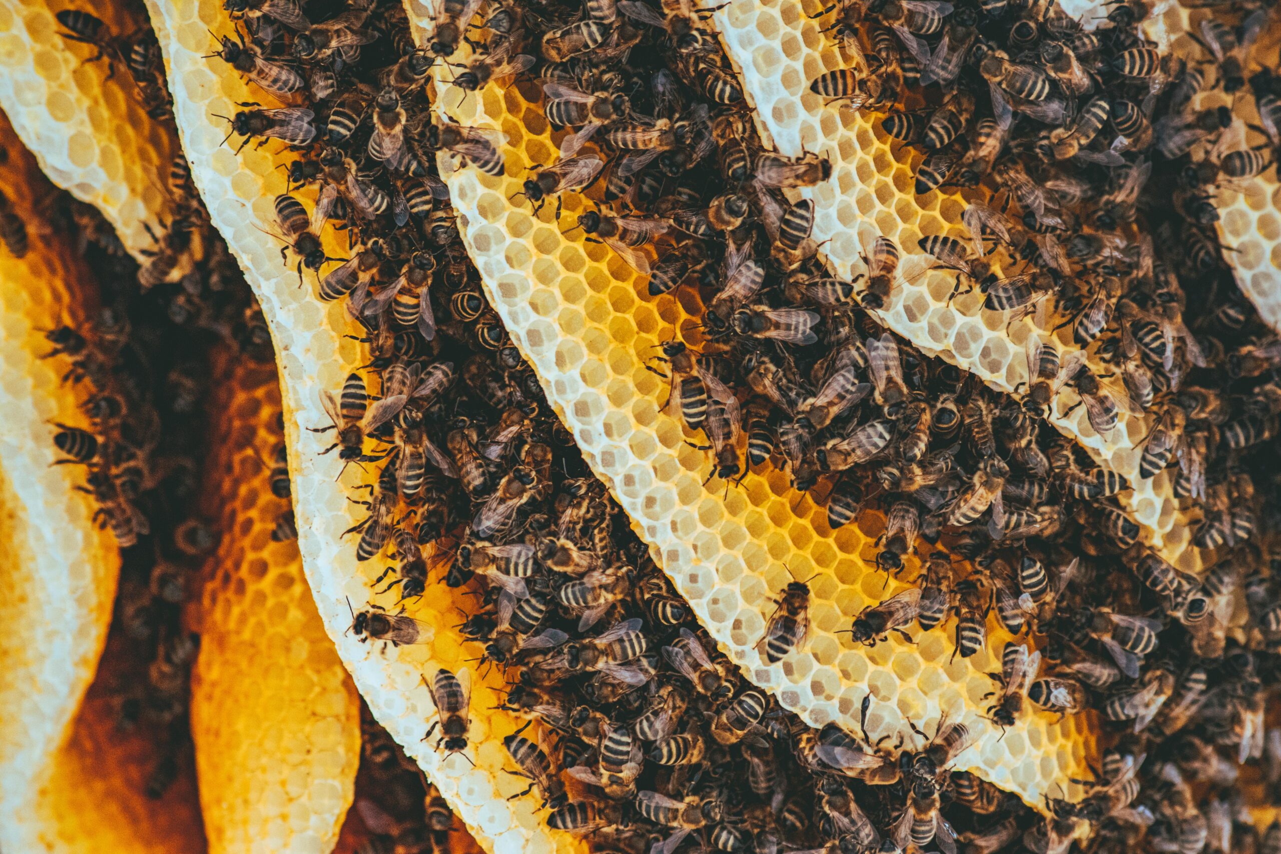 Honey production up in Lamjung