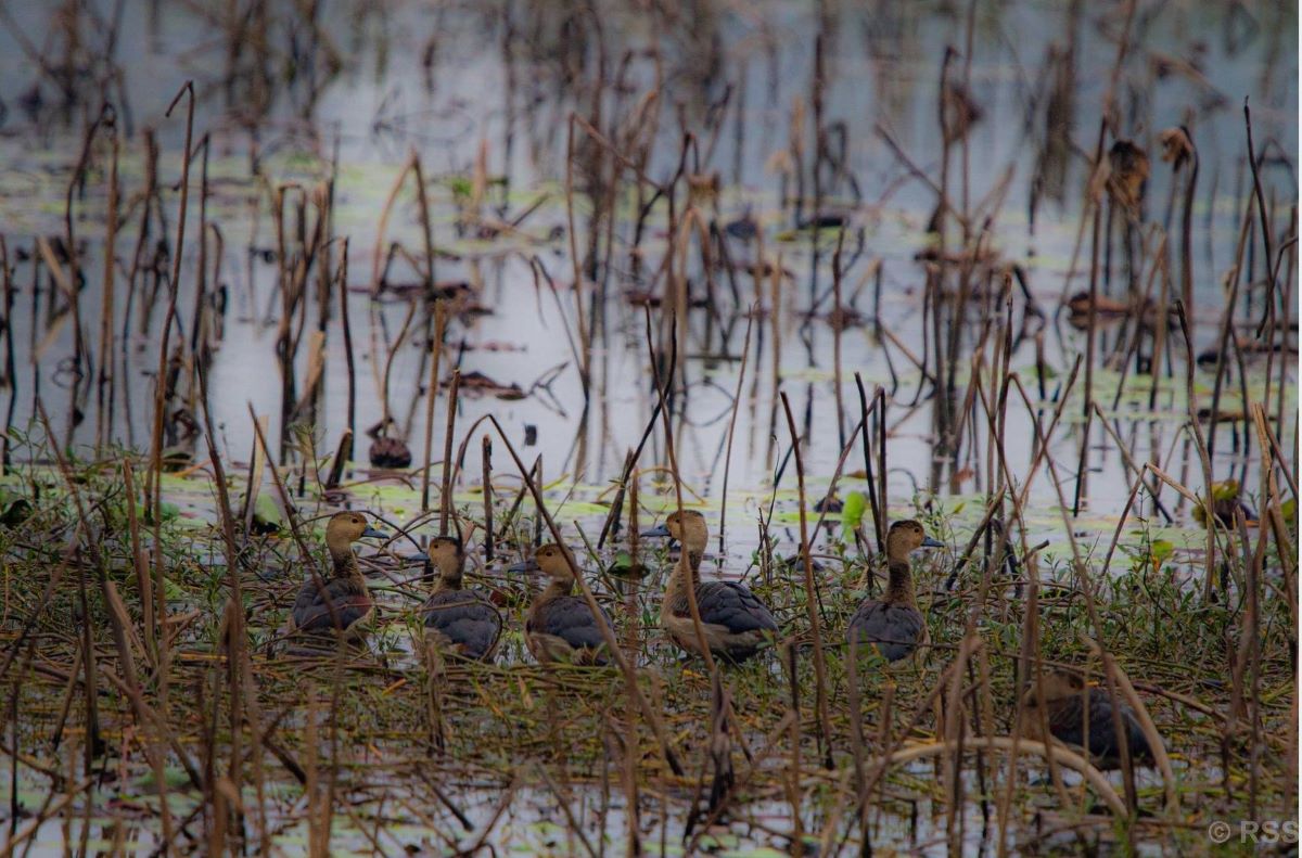 32 species of migratory aquatic birds found in Banke