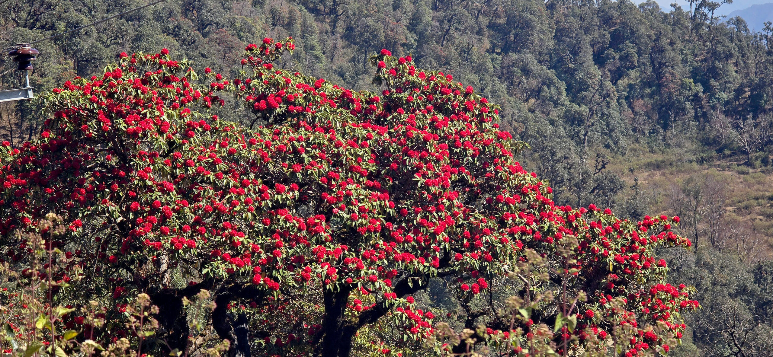 Bajura Forests Come Alive with Blooming Rhododendrons