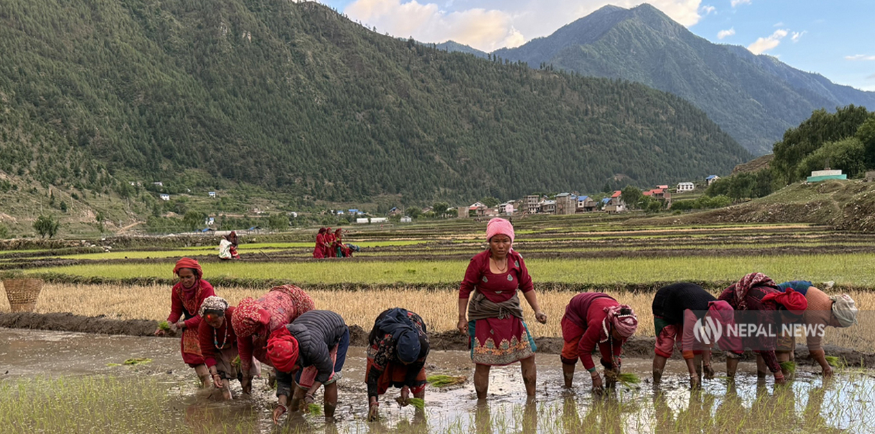 मार्सी मास्न हाइब्रिड धान
