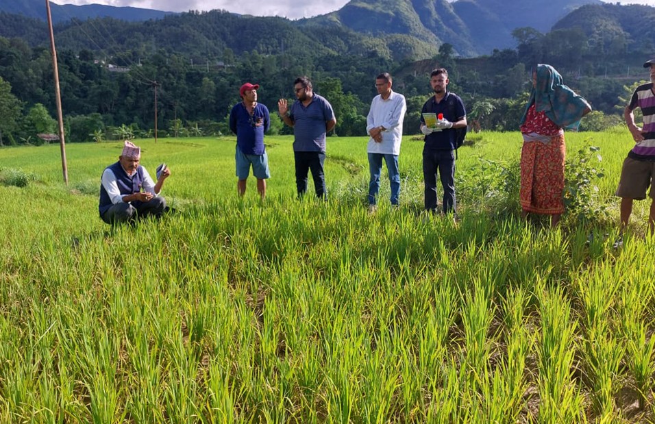 धानबालीमा मरुवा रोग फैलियो