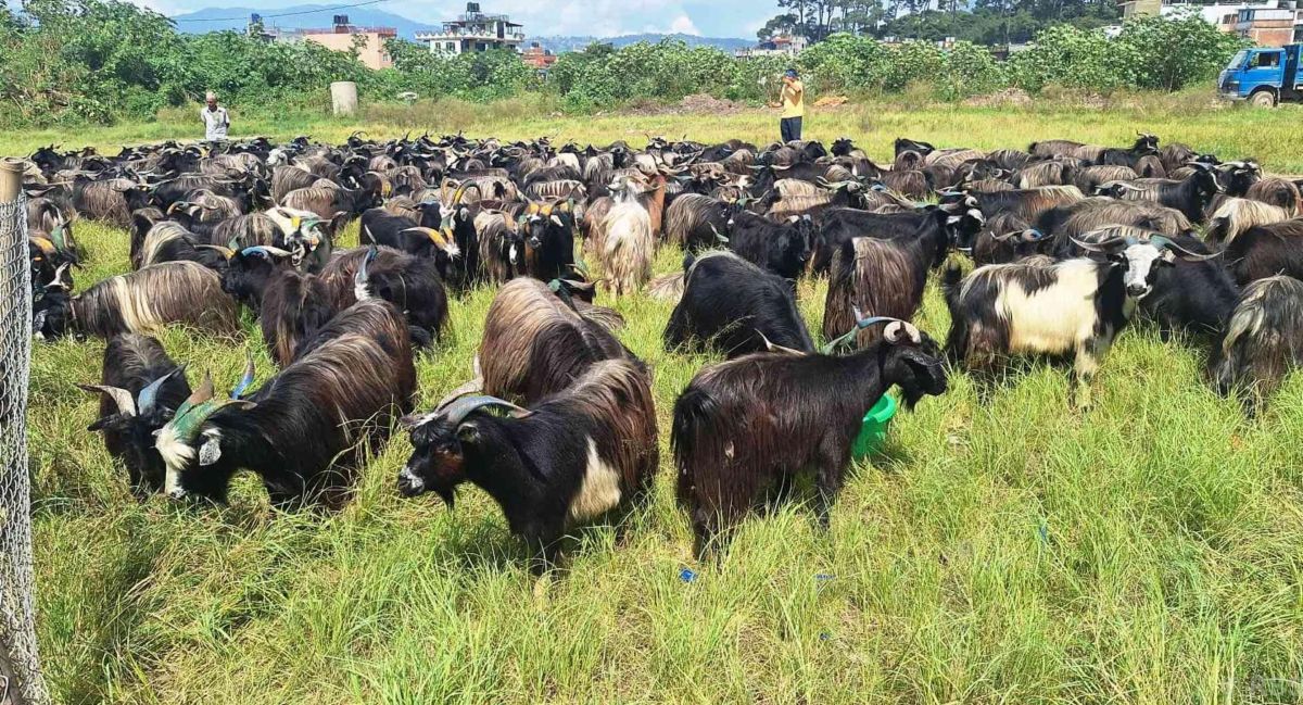 भक्तपुरमा दसैँका लागि च्याङ्ग्रा ल्याइयो