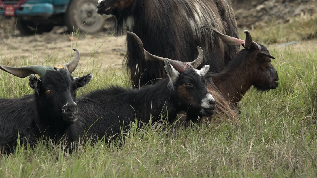 खाद्यले यसपटक दसैँमा खसी बोका नबेच्ने